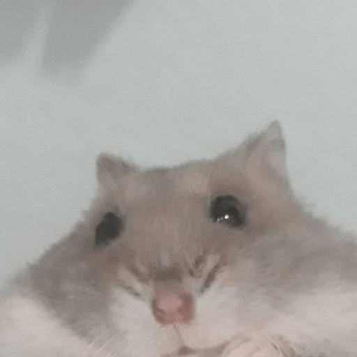 Hamsters