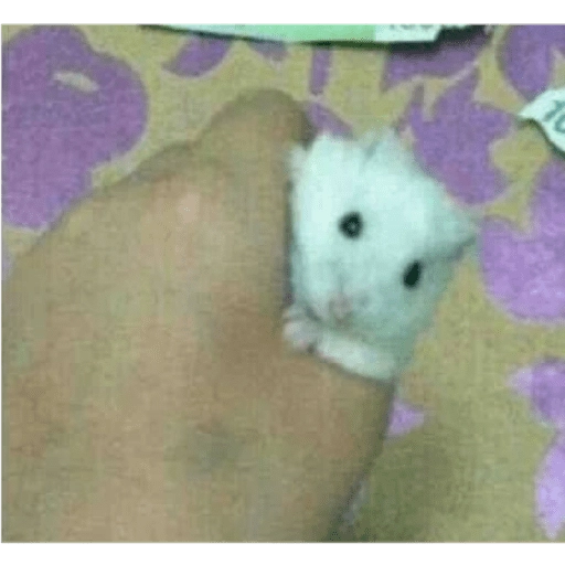 Hamsters