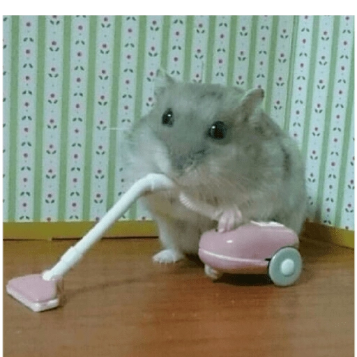 Hamsters