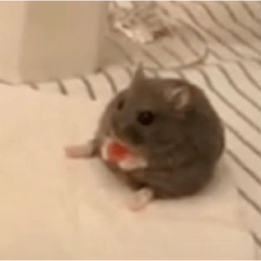Hamsters