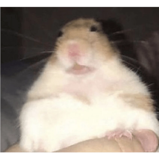 Hamsters