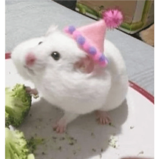 Hamsters