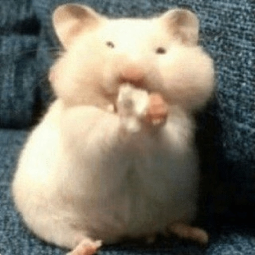 Hamsters