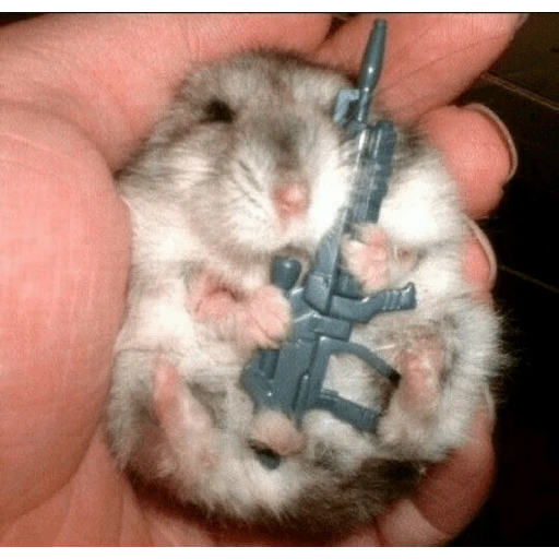 Hamsters