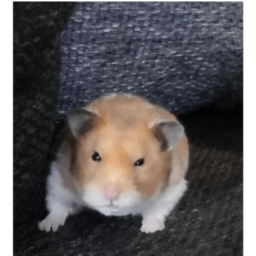 Hamsters