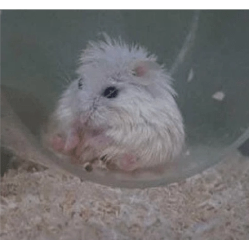 Hamsters