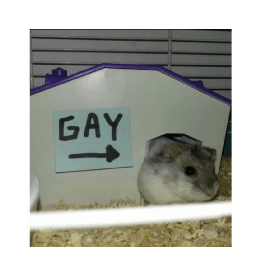 Hamsters