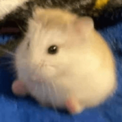 Hamsters