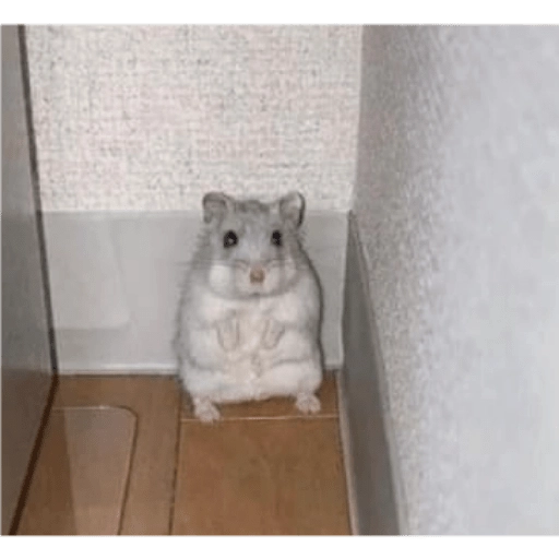 Hamsters
