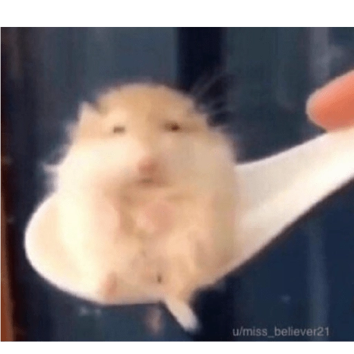 Hamsters preview