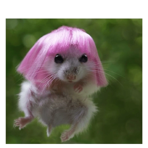 Hamsters