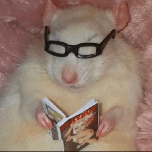 Hamsters