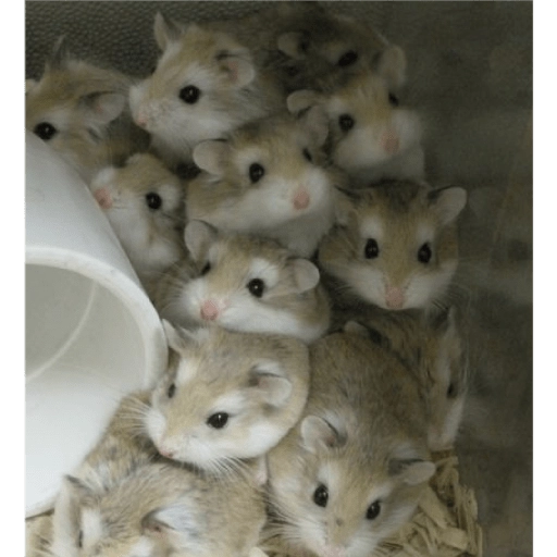 Hamsters preview