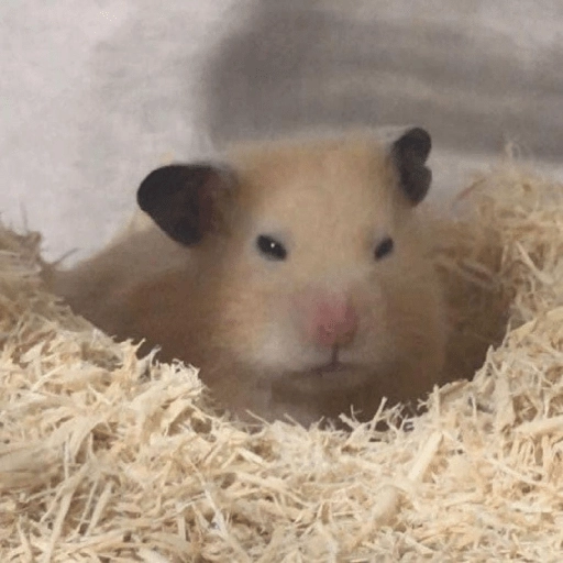 Hamsters preview