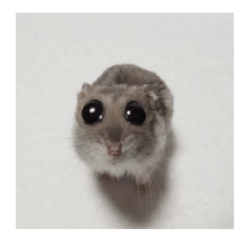 Hamsters preview