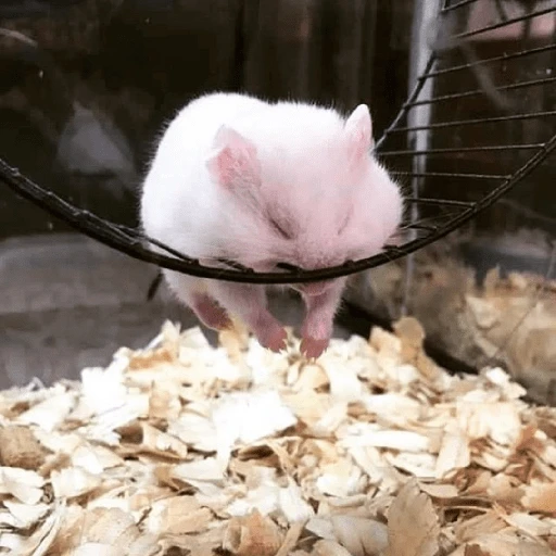 Hamsters