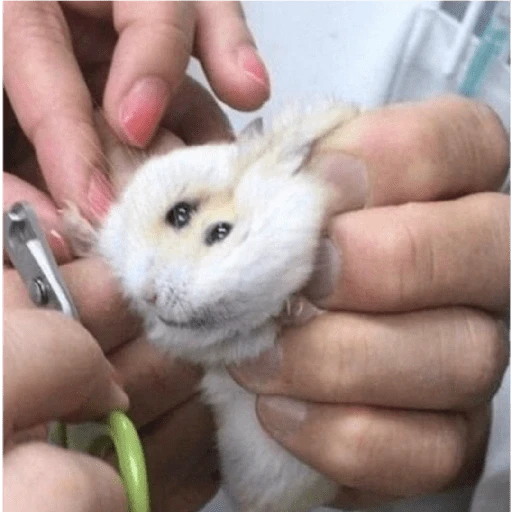Hamsters preview