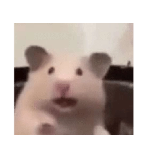Hamsters