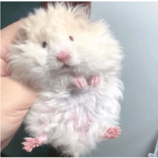 Hamsters