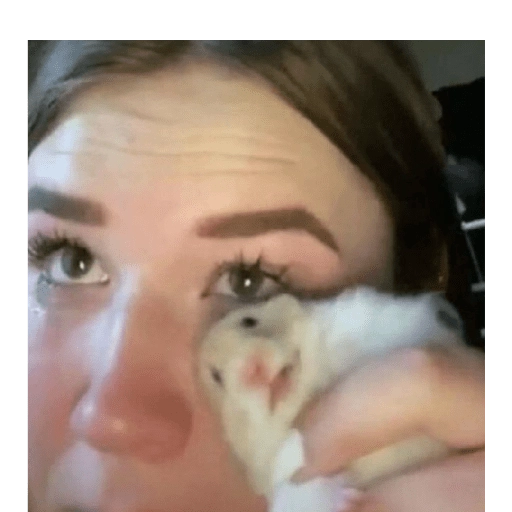 Hamsters