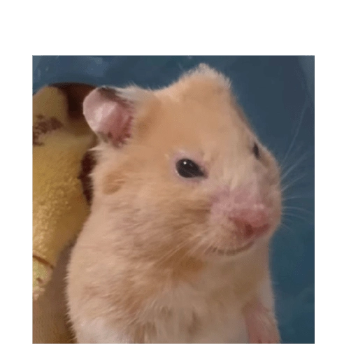 Hamsters