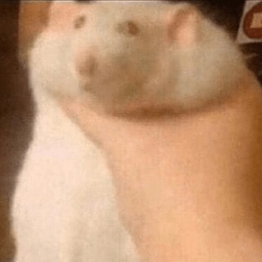 Hamsters