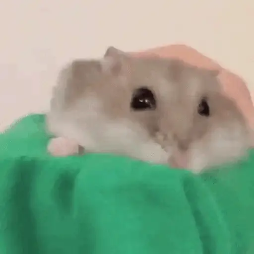 Hamsters Animados 🐹 preview