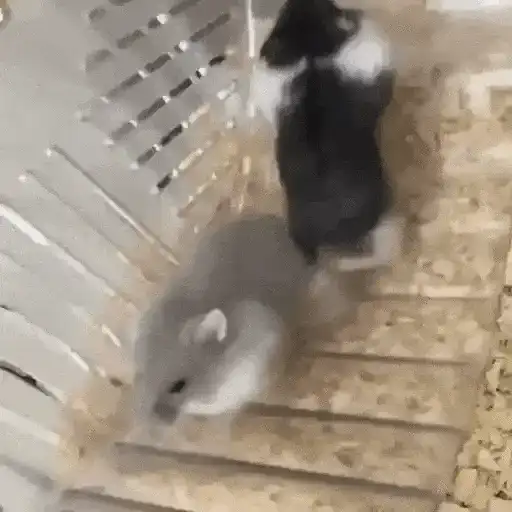 Hamsters Animados 🐹