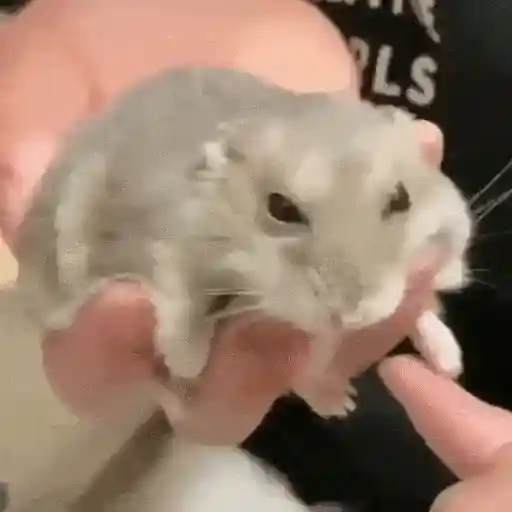 Hamsters Animados 🐹 preview