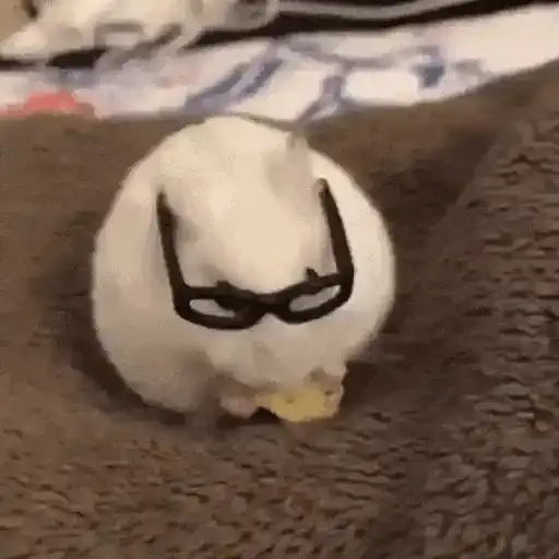 Hamsters Animados 🐹