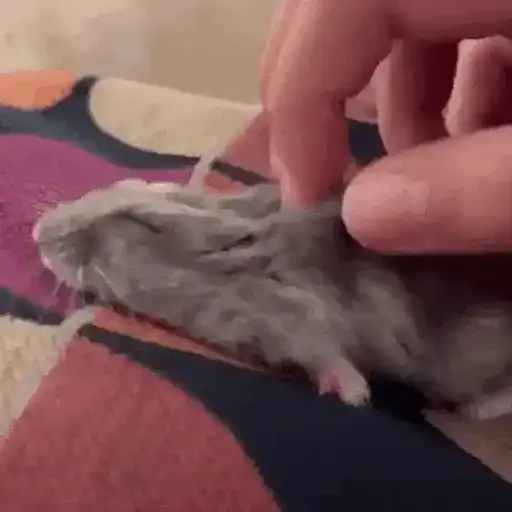 Hamsters Animados 🐹