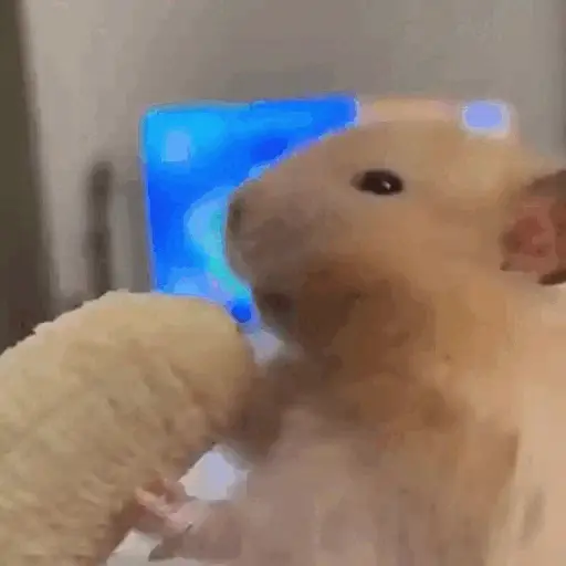 Hamsters Animados 🐹
