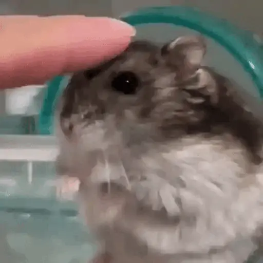 Hamsters Animados 🐹