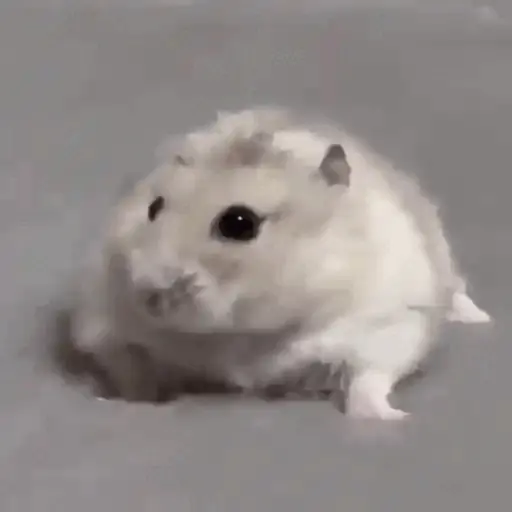 Hamsters Animados 🐹