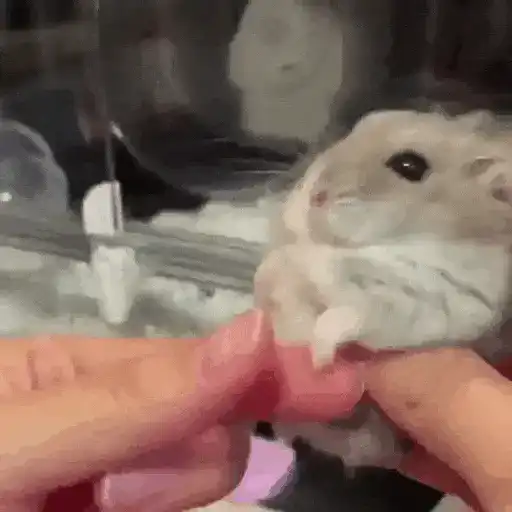 Hamsters Animados 🐹