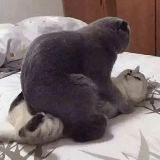 Sabes que te falta? Estos 😸