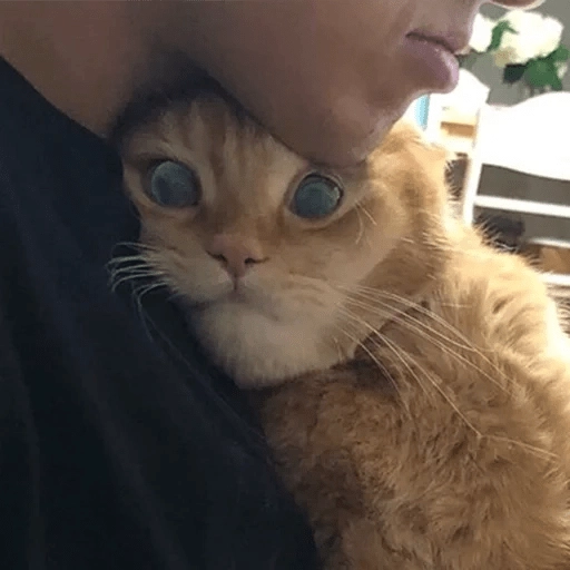 Sabes que te falta? Estos 😸