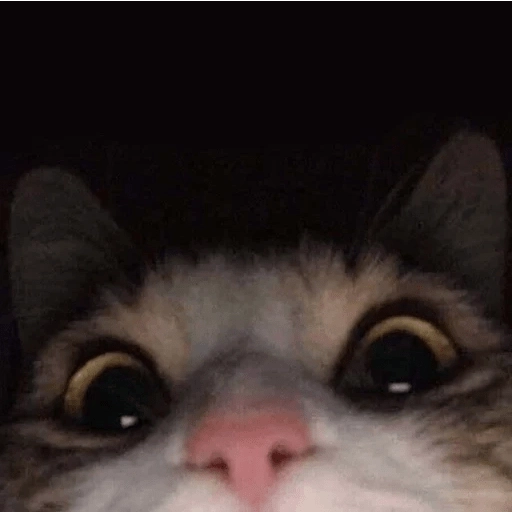 Sabes que te falta? Estos 😸