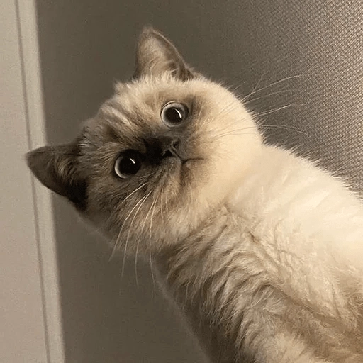 Sabes que te falta? Estos 😸