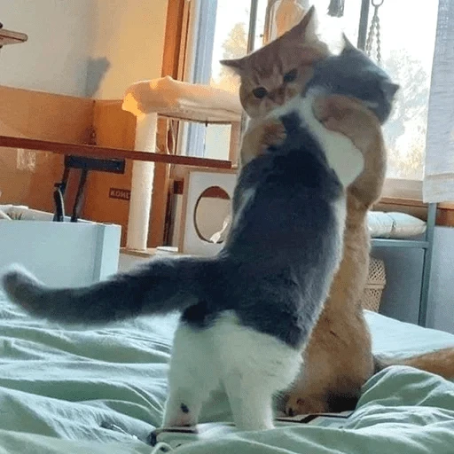 Sabes que te falta? Estos 😸