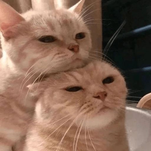 Sabes que te falta? Estos 😸