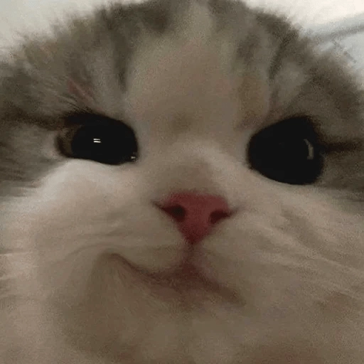 Sabes que te falta? Estos 😸