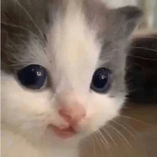 Sabes que te falta? Estos 😸