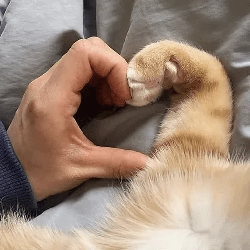 Sabes que te falta? Estos 😸