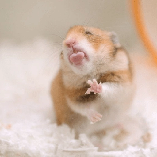 Hamster Gemoy