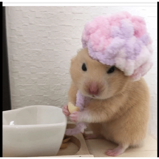 Hamster Gemoy