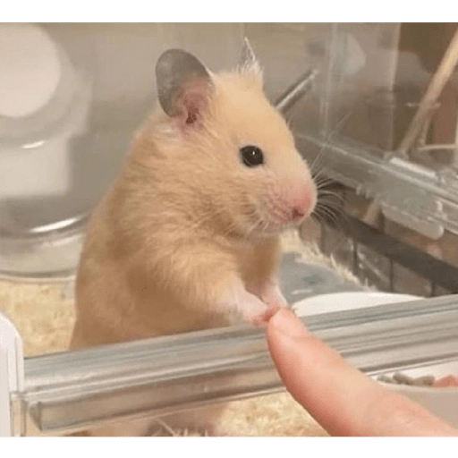 Hamster Gemoy