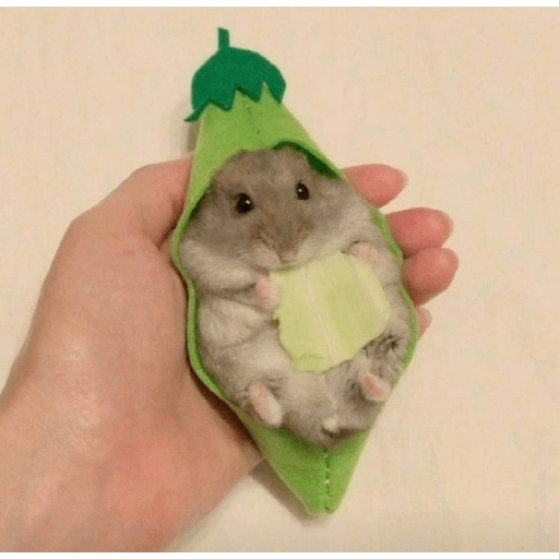 Hamster Gemoy