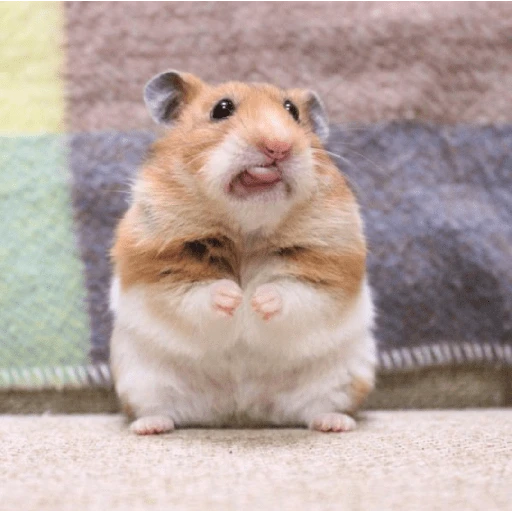 Hamster Gemoy