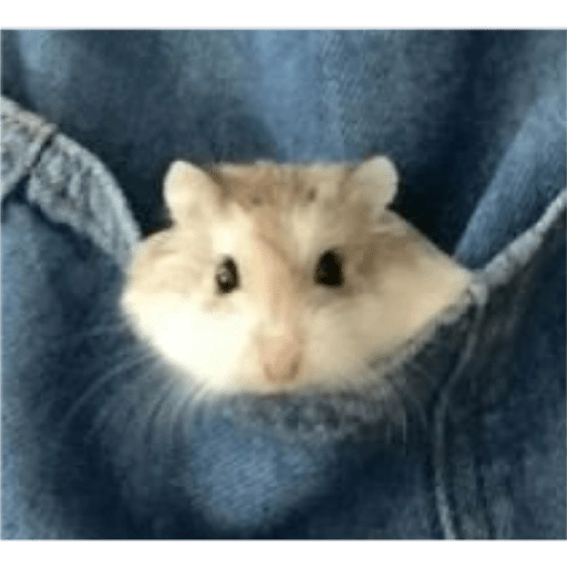 Hamster Gemoy
